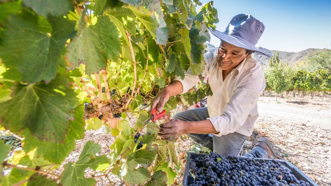 Vendimia 2026 en bodega del Valle de Lerma con viñedos